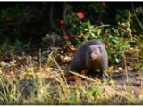 Japanese island eradicates rabbit-killing mongoose