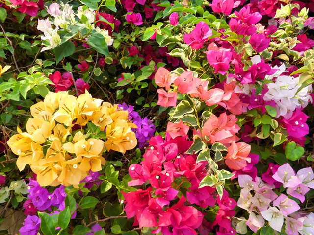 ​Bougainvillea​