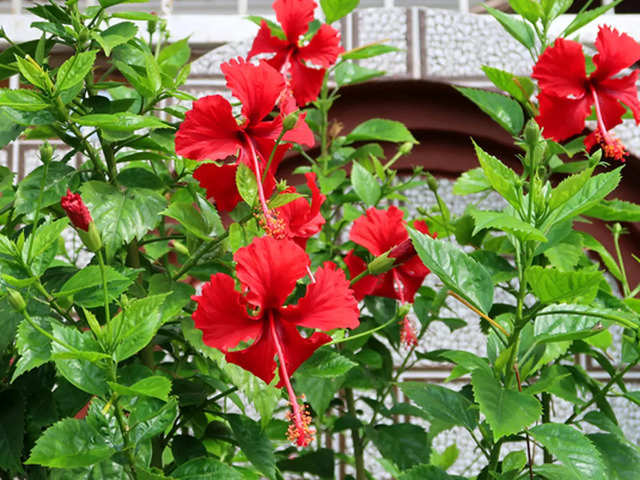 ​Hibiscus​