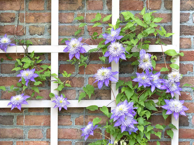 ​Clematis​