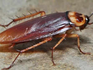 Cockroach