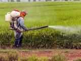 Agrochemicals exports may touch Rs 80,000 cr in 4 yrs: ACFI-EY report