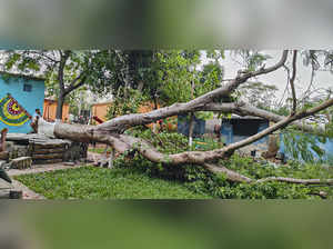 Bhubaneswar: An uprooted tree after wind and thunderstorm hit parts of Odisha, c...