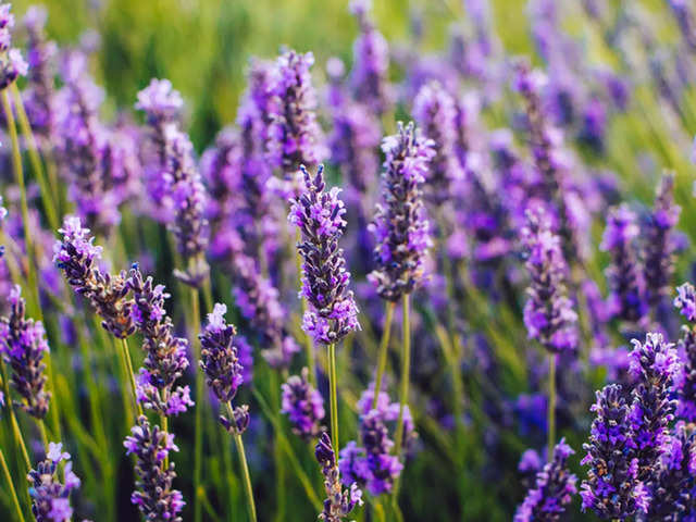 ​Lavender​