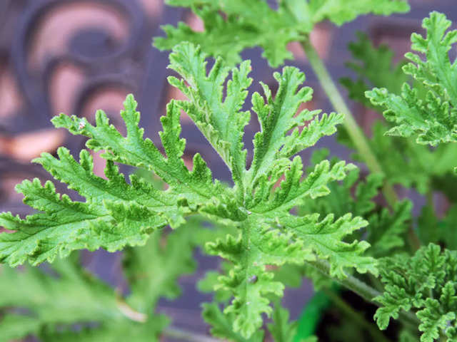 Citronella