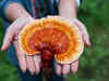 Mushroom of Immortality to Rs 2,000 Papaya: Delhi’s grocery store has some crazy finds