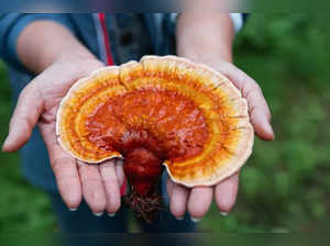 Reishi mushroom