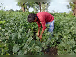 A farmer shows his damaged soybean crop in a field at Dharangaon village in the western state of Maharashtra