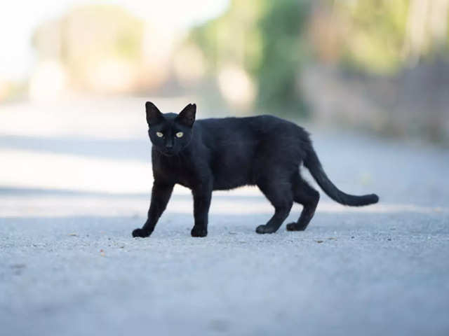 Be wary of black cats