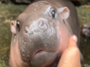 Baby pygmy hippo Moo-Deng wobbles her way to global stardom