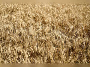 A wheat crop ready for harvest in farmer’s field near Kindersley