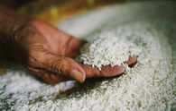 Centre removes floor price for basmati rice exports