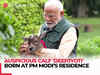 Meet PM Modi's new family member, ‘Deepjyoti’