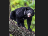 Vulnerable species spectacled bear born in farming community in Peru