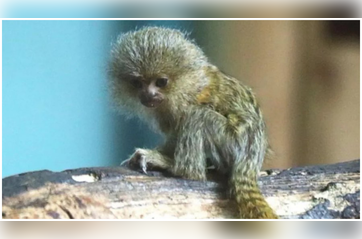 Drusillas park welcomes rare Pygmy Marmoset baby after over a decade, zoo invites name ideas