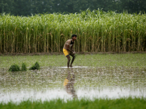 monsoon agri farm