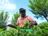 Tea production faces a stormy forecast, expected to drop at least 160 Mkgs during the year 2024