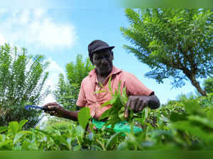 A tea picker plucks tea leaves at a plantation in the morning in Ratnapura, Sabaragamuwa Province