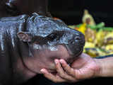 As Moo Deng’s popularity skyrockets, Thailand’s baby hippo endures harassment from zoo visitors