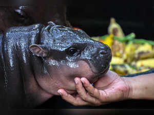 A two-month-old female pygmy hippo named "Moo Deng", who recently become a viral internet sensation, in Thailand