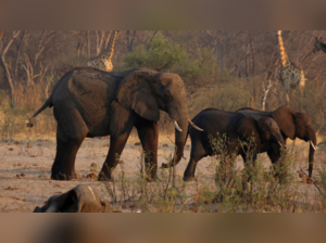 A group of elephants and giraffes walk near a carcass of an elephant at a watering hole inside Hwange National Park, in Zimbabwe (Reuters)