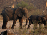 Worst drought in four decades: Zimbabwe to cull 200 elephants to feed its people