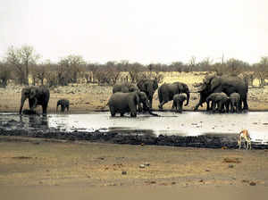 Zimbabwe and Namibia will kill scores of elephants to feed people facing drought