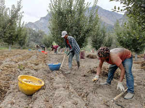 Lahaul and Spiti, Sept 15 (ANI): Farmers harvest potatoes in a field, in Lahaul ...