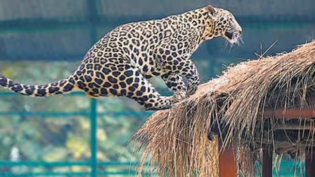 Bengaluru: Leopard enters Electronics City, forest authorities sound high alert