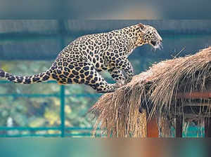 Leopard