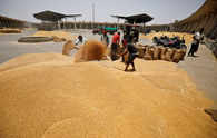 Govt to increase wheat allocation under PMGKAY from October