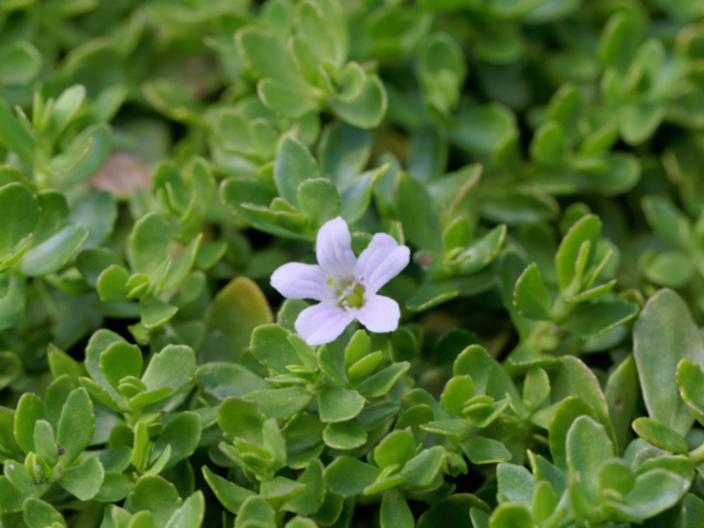 Brahmi: The strengthening herb