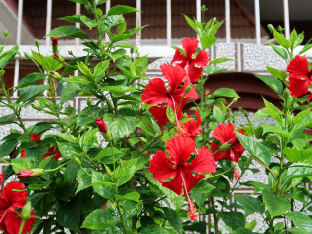 Hibiscus: The floral hair booster