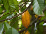 Cocoa traders say EU deforestation law set to fail, seek delay