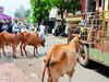 UP to apply fluorescent strips on horns and necks of stray cattle to stop road accidents