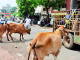 UP to apply fluorescent strips on horns and necks of stray cattle to stop road accidents