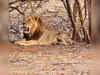 Gujarat govt orders action against private portals taking bookings for Gir lion safari