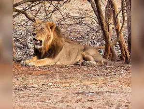 Gujarat govt orders action against private portals taking bookings for Gir lion safari:Image