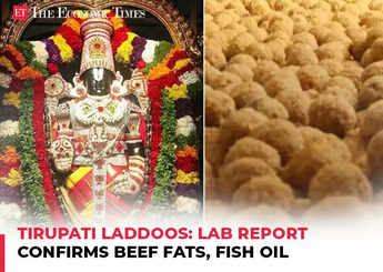 Tirupati Prasadam row: Lab report finds presence of animal fat, fish oil in ghee used for laddoos