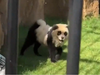 Barking Pandas! Chinese zoo paints dogs as pandas. Here's all about the viral video