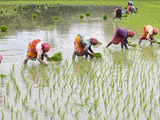 Retail inflation for farm workers eased to 5.96% in Aug; 6.08% for rural labourers