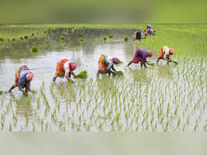 Nadia: Farm workers plant paddy saplings at a field during monsoon, in Nadia. (P...