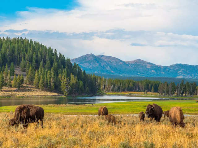 ?Yellowstone National Park, USA