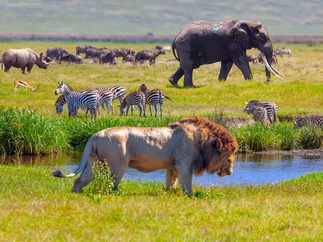 ?Serengeti National Park, Tanzania