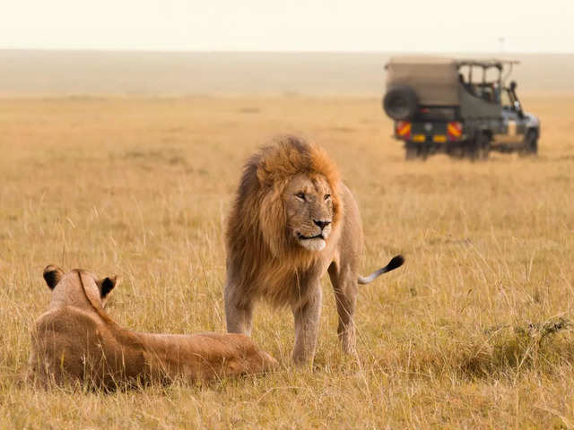 ?Masai Mara National Reserve, Kenya