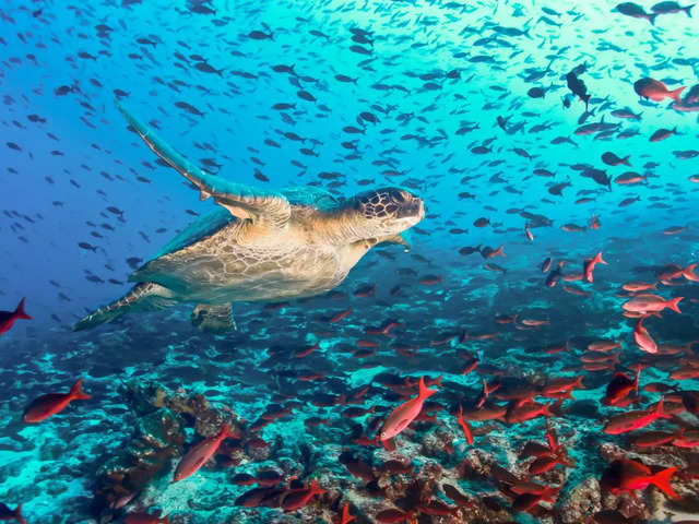 ?Galápagos Islands, Ecuador