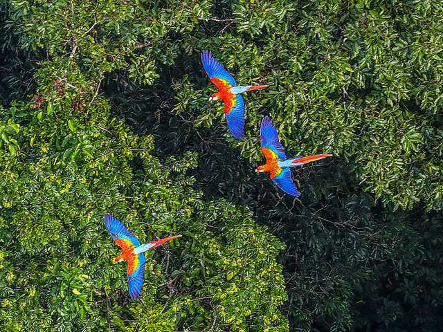 Amazon Rainforest, South America