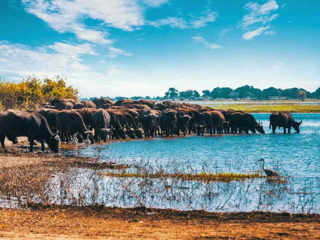 Okavango Delta, Botswana