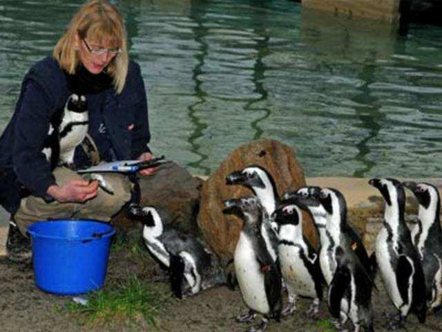 Counting pinguins