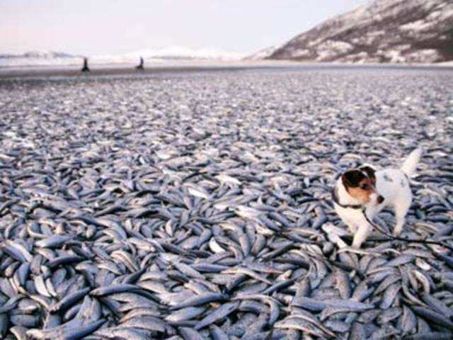 Thousands of dead herrings 